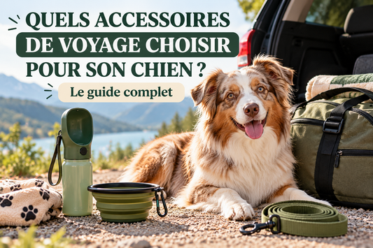 Quels accessoires de voyage choisir pour son chien – guide complet Pawlaria
