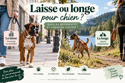 Laisse ou longe pour chien – quelles différences et laquelle choisir