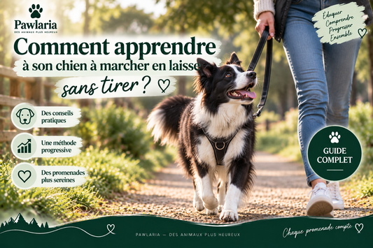 Comment apprendre à son chien à marcher en laisse sans tirer – guide Pawlaria