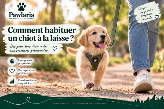 Comment habituer un chiot à la laisse – guide Pawlaria