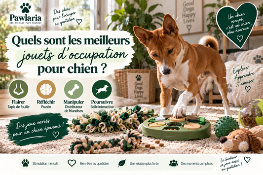 Meilleurs jouets d’occupation pour chien – guide Pawlaria