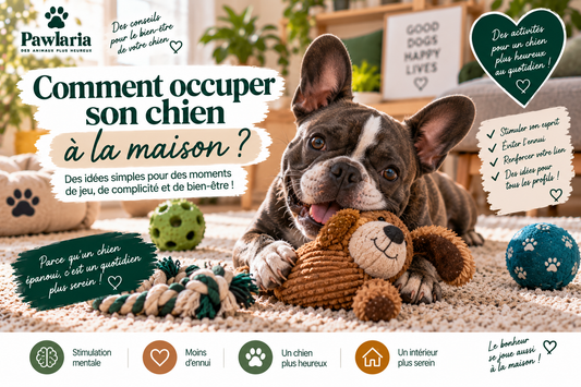 Comment occuper son chien à la maison – idées et conseils Pawlaria