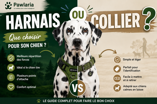 Harnais ou collier pour chien : comparaison pour choisir le bon équipement