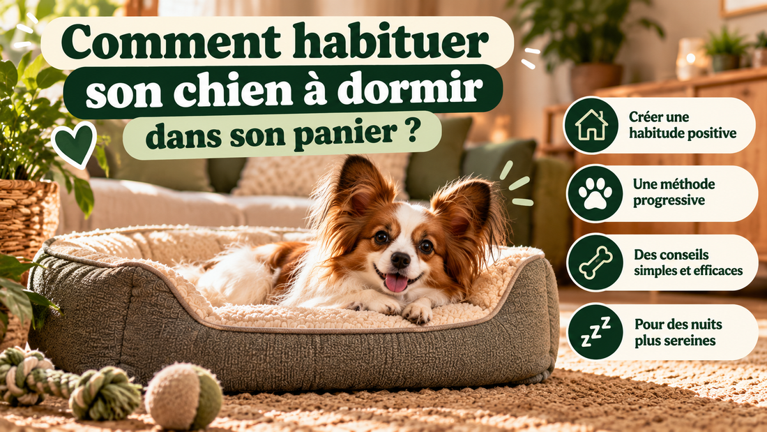 Comment habituer son chien à dormir dans son panier – guide Pawlaria