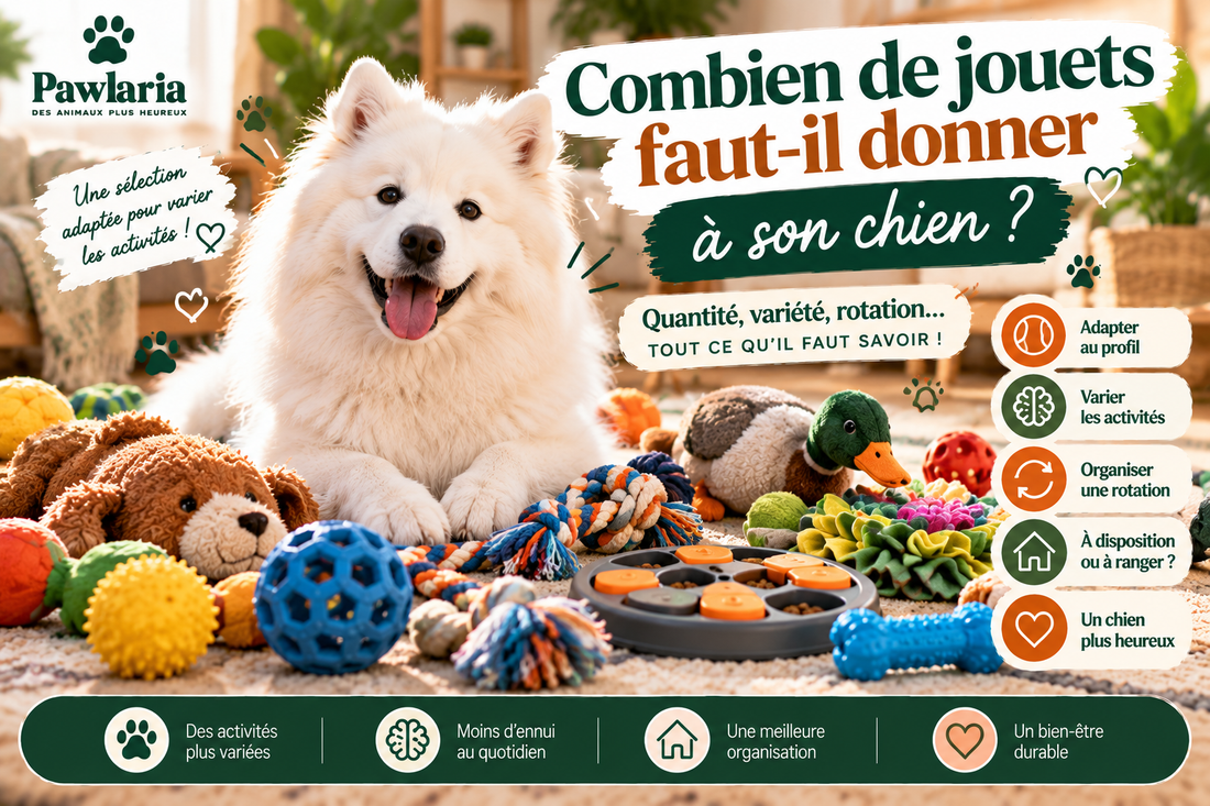 Combien de jouets faut-il donner à son chien – guide Pawlaria