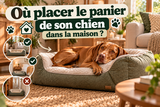 Où placer le panier de son chien dans la maison – guide Pawlaria