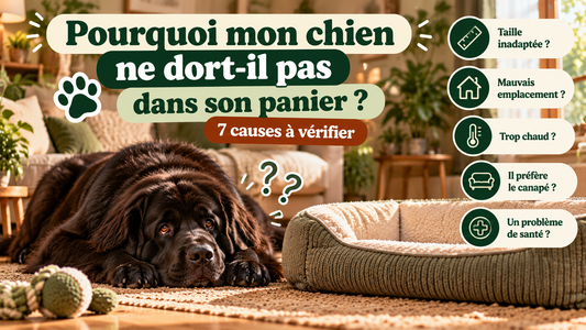 Pourquoi mon chien ne dort pas dans son panier – causes et conseils Pawlaria