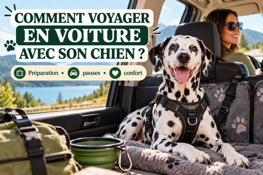 Comment voyager en voiture avec son chien – guide Pawlaria